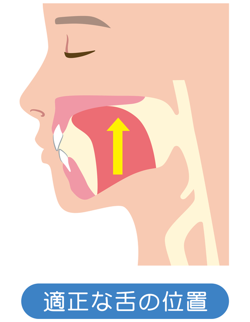 正しい舌の位置の図